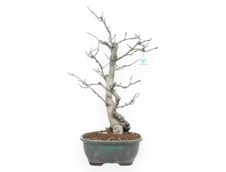 Bonsai di magnolia da 65 cm | Vaso rettangolare verde