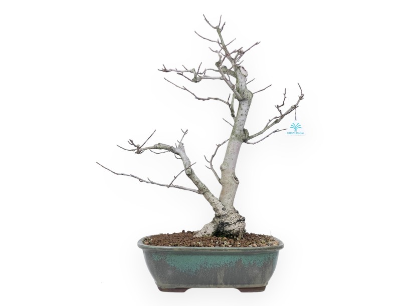 Bonsai di magnolia da 65 cm | Vaso rettangolare verde