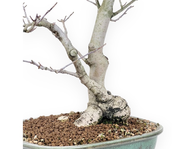 Bonsai di magnolia da 65 cm | Vaso rettangolare verde