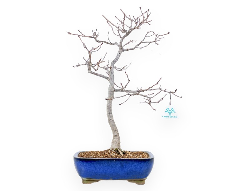 Quercus Serrata - Eiche - 48 cm