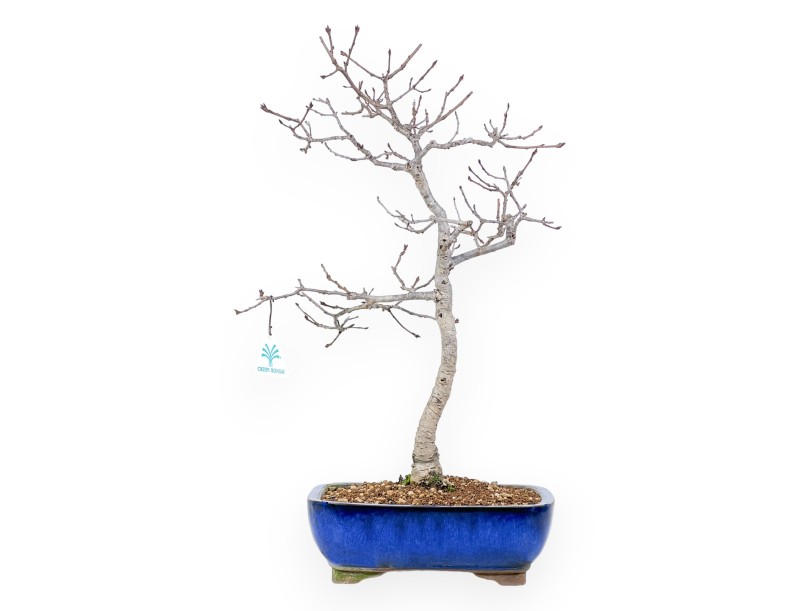 Quercus Serrata - Roble - 48 cm
