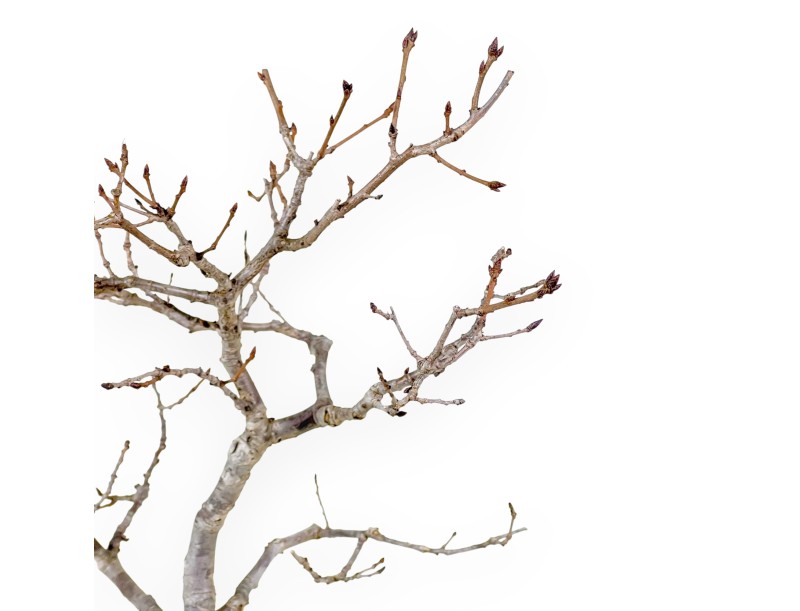 Quercus Serrata - Eiche - 48 cm