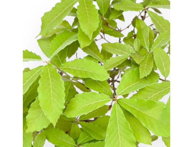Quercus Serrata - Oak - 48 cm 2