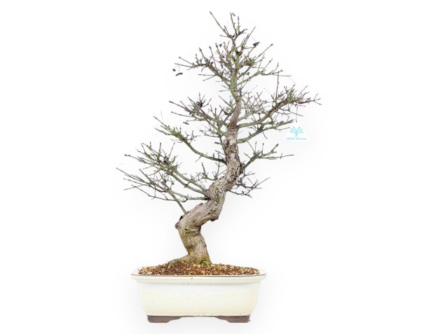 Evonymus Sielbodianus - Evonimo - 60 cm