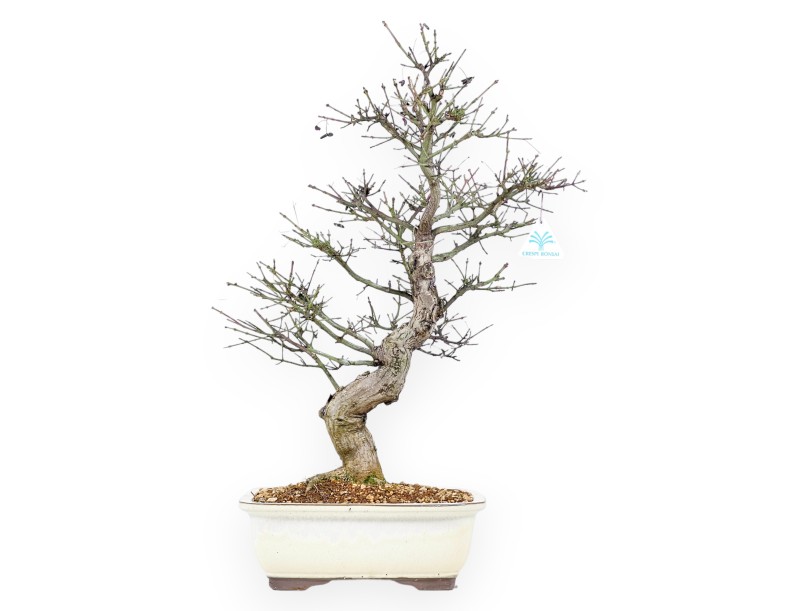 Evonymus Sielbodianus - Evonymus - 60 cm