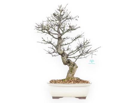 Evonymus Sielbodianus - Evonimo - 60 cm