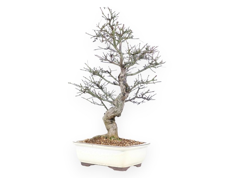 Evonymus Sielbodianus - Evonymus - 60 cm