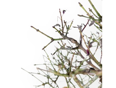 Evonymus Sielbodianus - Evonymus - 60 cm
