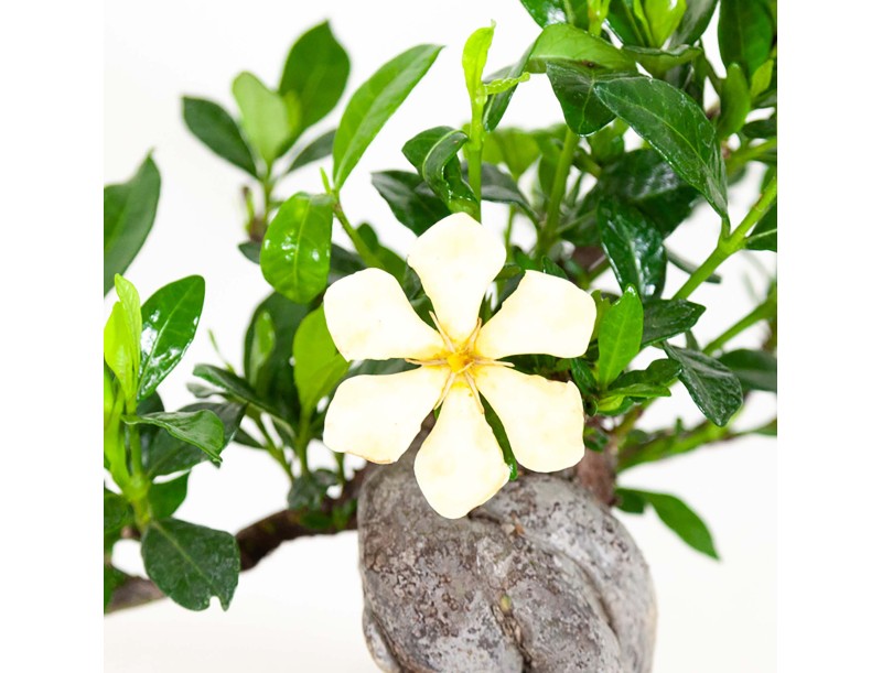 Gardenia Jasminoides - 32 cm