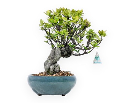 Gardenia Jasminoides - 32 cm