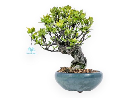 Gardenia Jasminoides - 32 cm