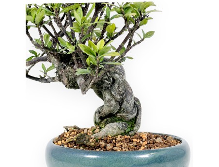 Gardenia Jasminoides - 32 cm