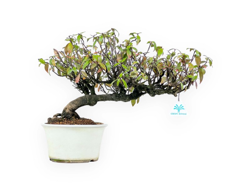 Trachelospermum asiaticum - 36 cm