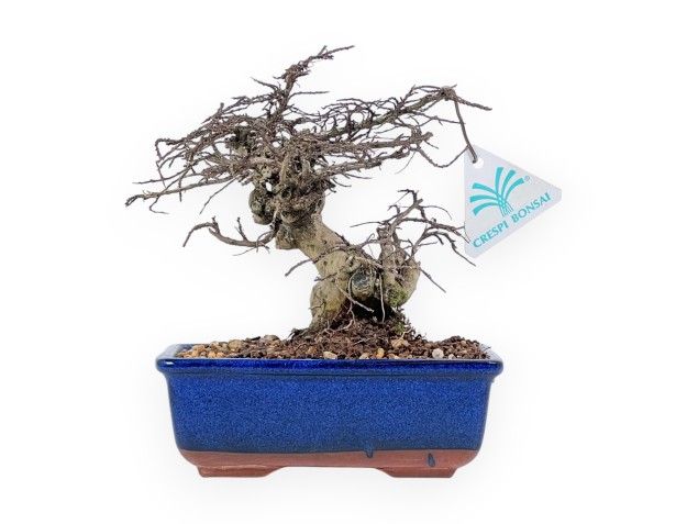 Lagerstroemia Indica - Crape Myrtle - 20 cm