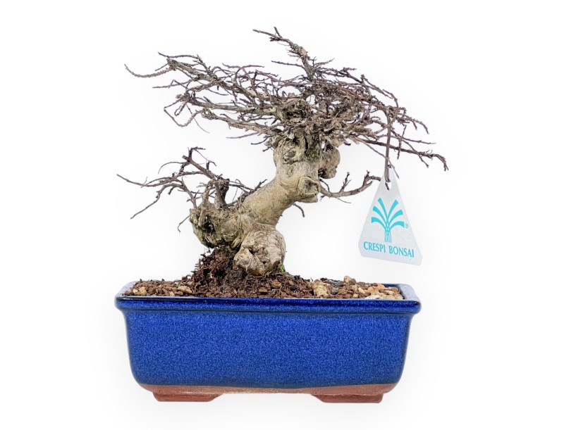 Lagerstroemia Indica - Myrte de Crape - 20 cm
