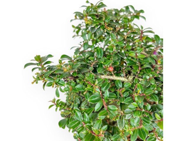 Lagerstroemia Indica - Myrte de Crape - 20 cm 2
