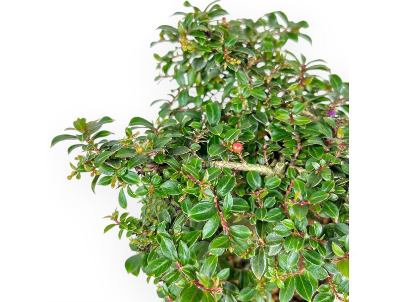 Lagerstroemia Indica - Kroesmirte - 20 cm