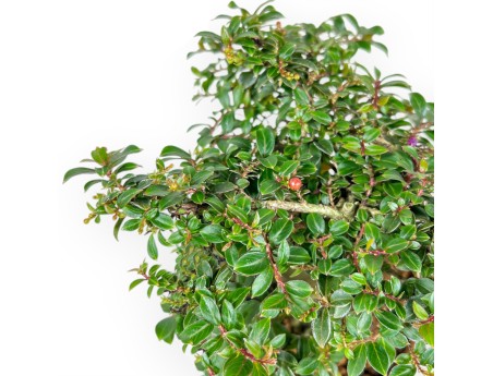 Lagerstroemia Indica - Mirto Crespo - 20 cm