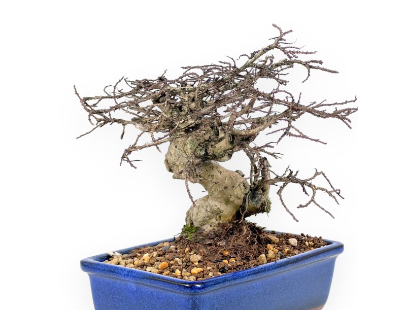 Lagerstroemia Indica - Kroesmirte - 20 cm