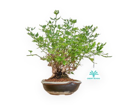 Jasminum Nudiflorum - Jazmín de invierno - 26 cm