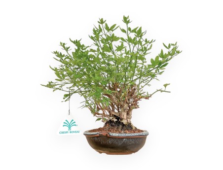 Jasminum Nudiflorum - Jasmin d'hiver - 26 cm