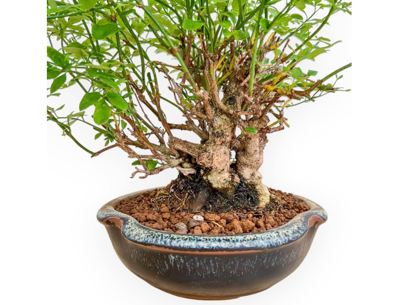 Jasminum Nudiflorum - Winter Jasmine - 26 cm