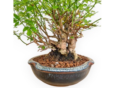 Jasminum Nudiflorum - Winterjasmin - 26 cm