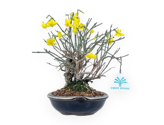 Jasminum Nudiflorum - Winterjasmijn - 26 cm