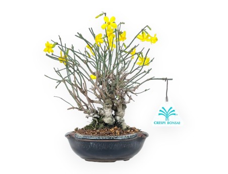 Jasminum Nudiflorum - Winter Jasmine - 26 cm