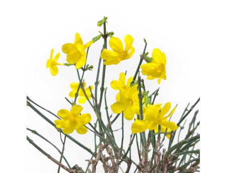 Jasminum Nudiflorum - Jasmin d'hiver - 26 cm