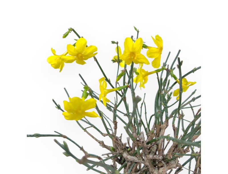 Jasminum Nudiflorum - Winterjasmin - 26 cm