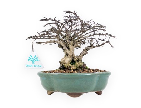 Lagerstroemia Indica - Kroesmirte - 21 cm