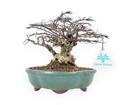 Lagerstroemia Indica - Crape Myrtle - 21 cm