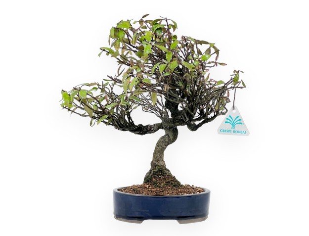 Trachelospermum asiaticum - 34 cm 2