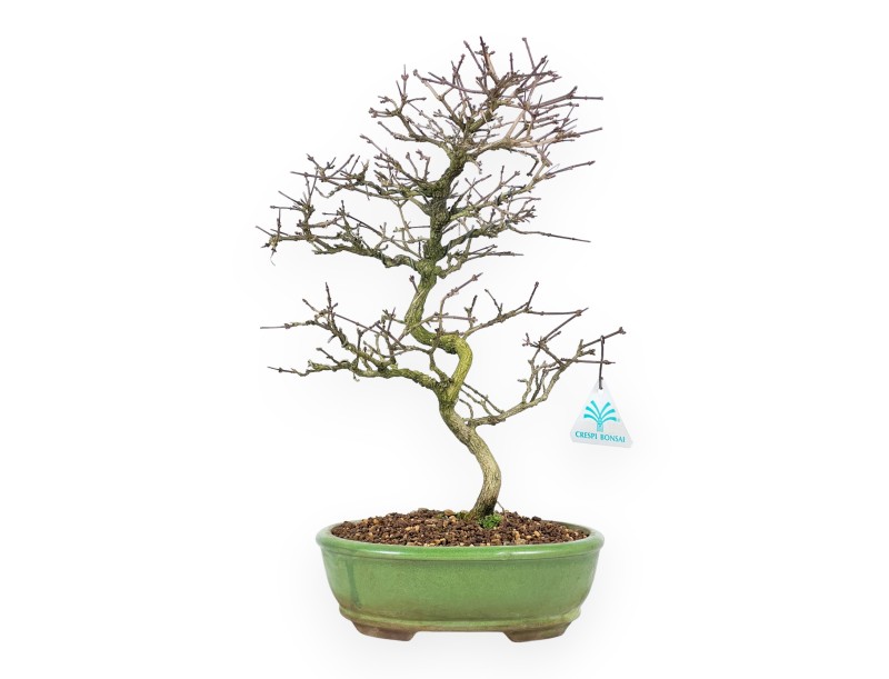 Premna Japonica - 38 cm