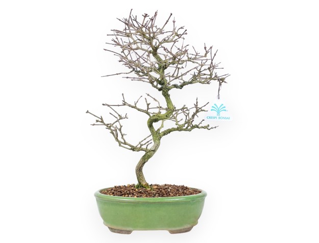 Premna Japonica - 38 cm 2