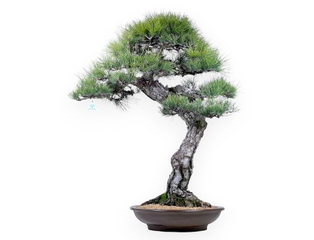Pinus thunbergii bonsái 105 cm | Maceta redondo de gres