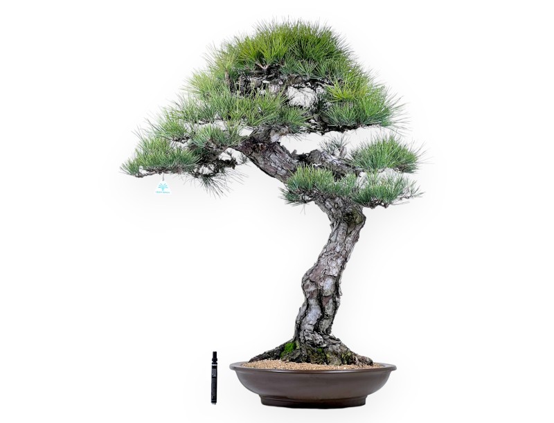Pinus thunbergii bonsái 105 cm | Maceta redondo de gres
