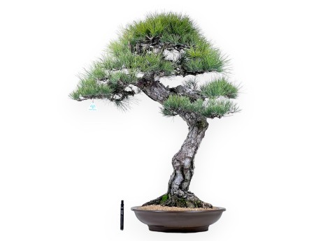 Pinus thunbergii bonsai 105 cm | Rond ongeglazuurde pot