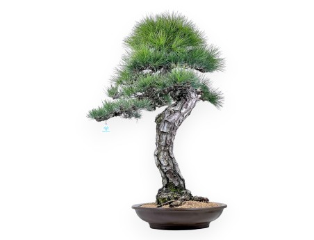 Pinus thunbergii bonsai 105 cm | Round stoneware pot