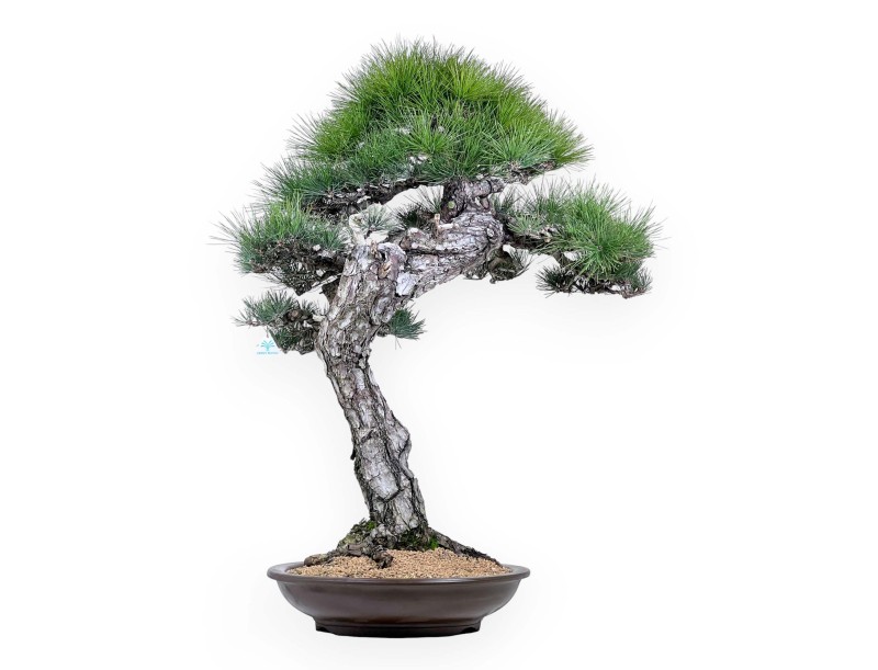 Pinus thunbergii bonsái 105 cm | Maceta redondo de gres