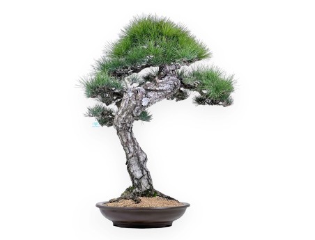 Pinus thunbergii bonsái 105 cm | Maceta redondo de gres