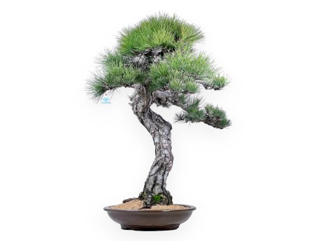 Pinus thunbergii bonsai 105 cm | Pot rond en grès