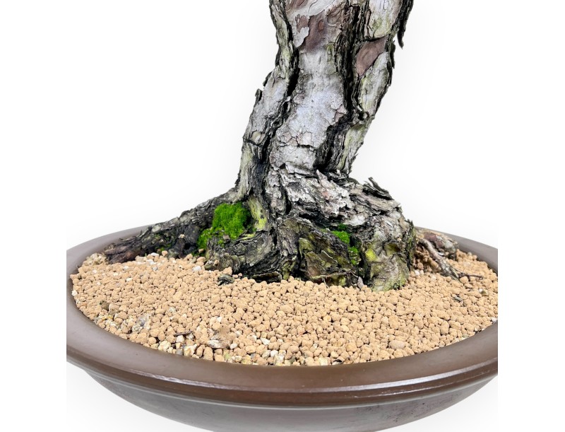 Pinus thunbergii bonsai 105 cm | Pot rond en grès