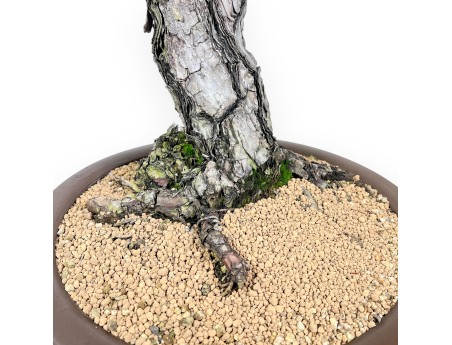 Pinus thunbergii bonsái 105 cm | Maceta redondo de gres