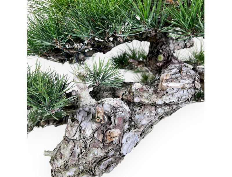 Bonsai di Pinus thunbergii da 105 cm | Vaso tondo grès