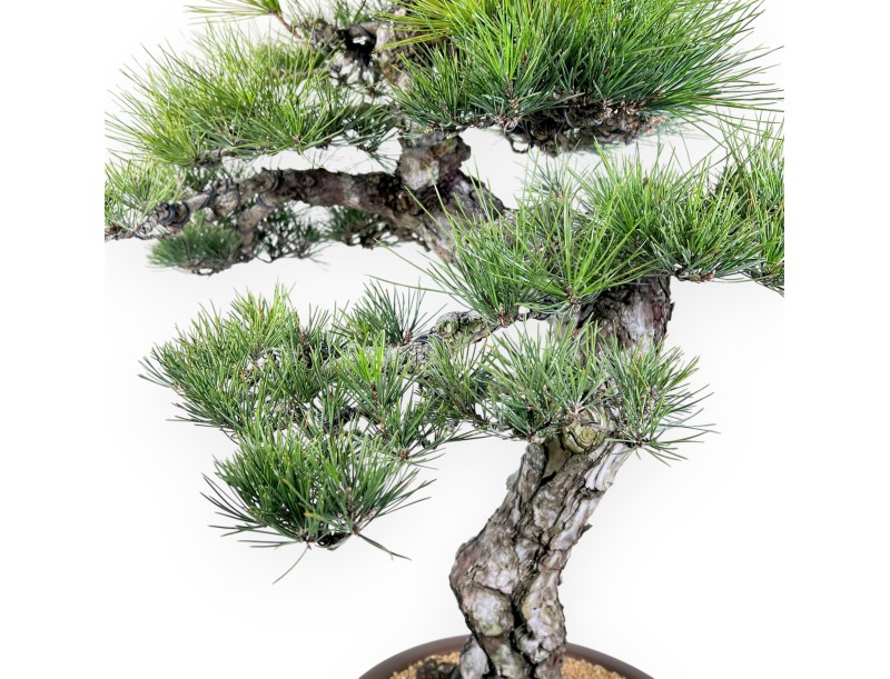 Pinus thunbergii bonsái 105 cm | Maceta redondo de gres