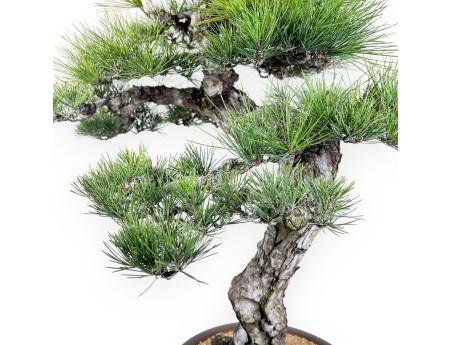 Pinus thunbergii bonsai 105 cm | Round stoneware pot