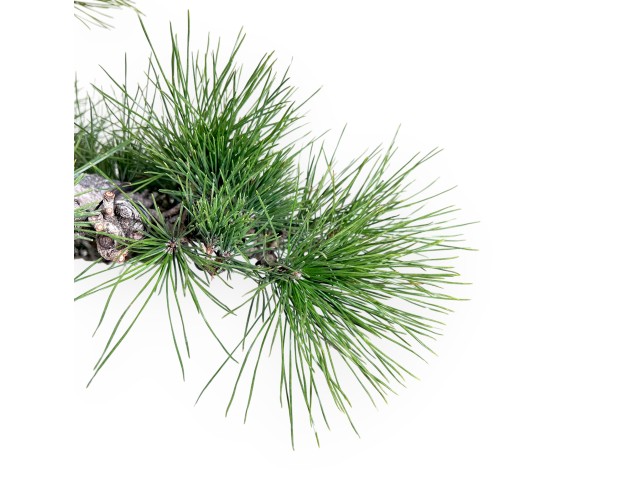Pinus thunbergii bonsai 105 cm | Rond ongeglazuurde pot 2