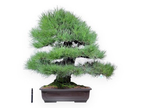Bonsai di Pinus thunbergii da 90 cm | Vaso rettangolare grès